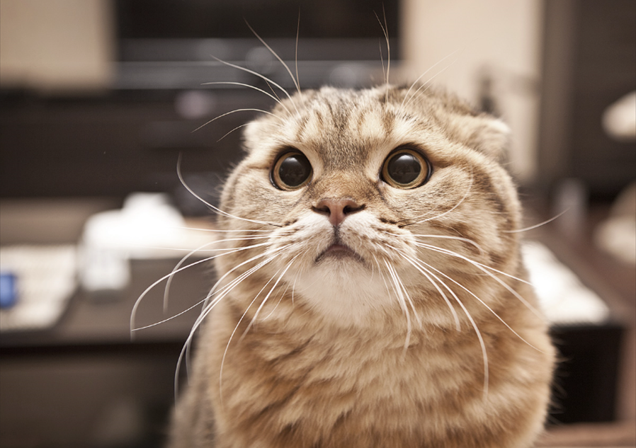 5 Things my cat, Fluffy, Made me Realize About Relationships